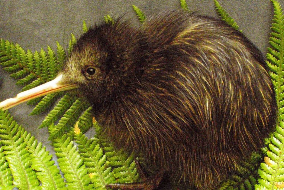 Птица киви символ новой Зеландии