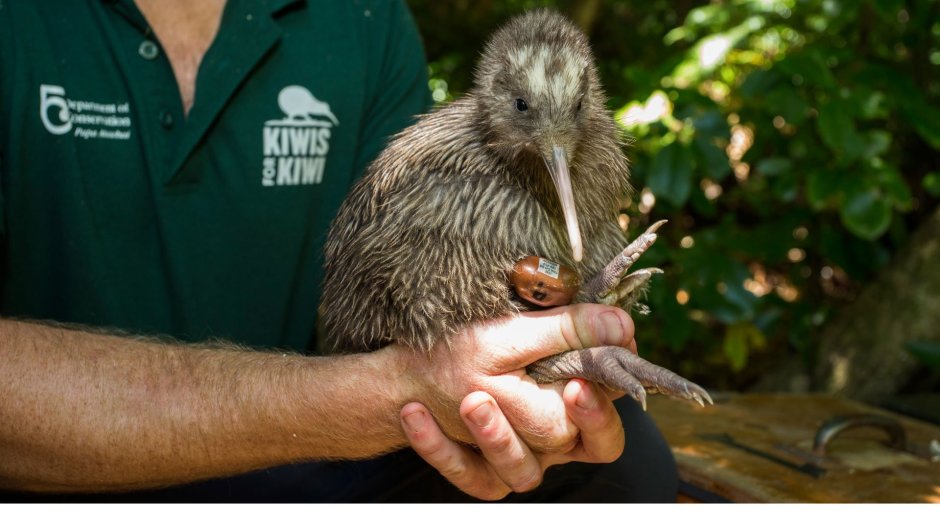 Птица киви с человеком