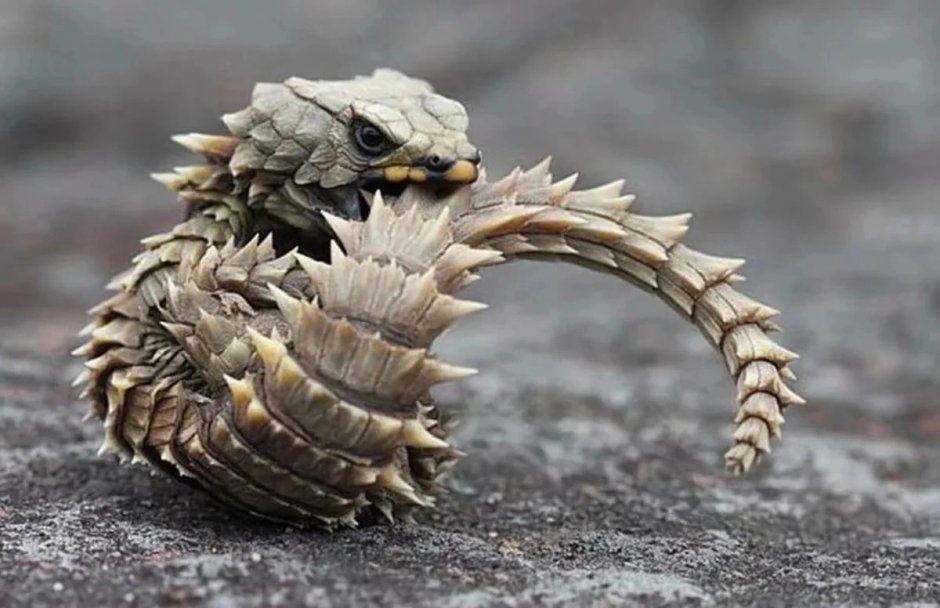 Ящерица поясохвост