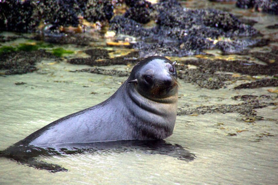 Животные Зеландии