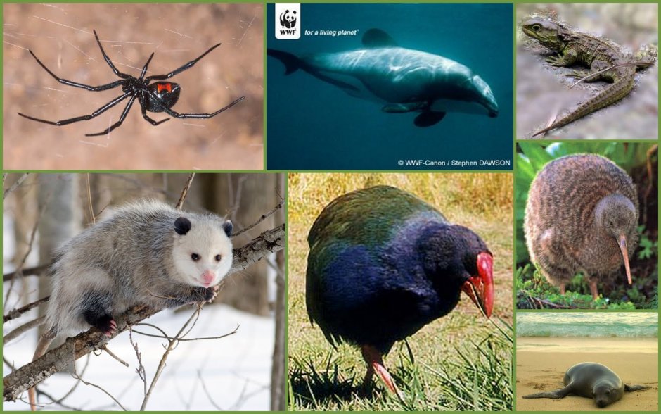 Представители Флоры и фауны Австралии