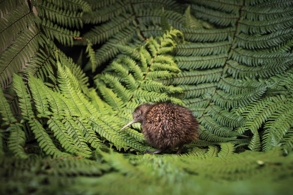 Леса новой Зеландии киви