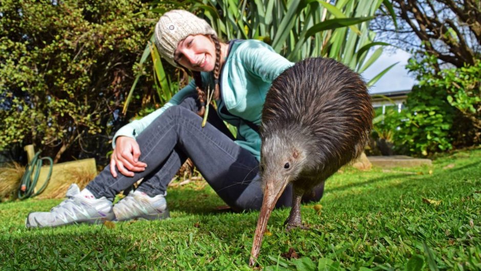 Птичка киви новая Зеландия