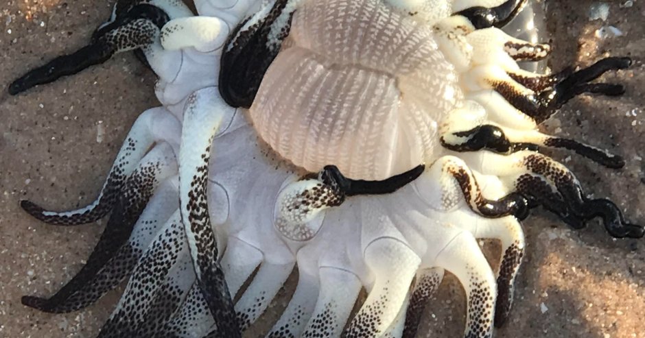 Странные морские существа