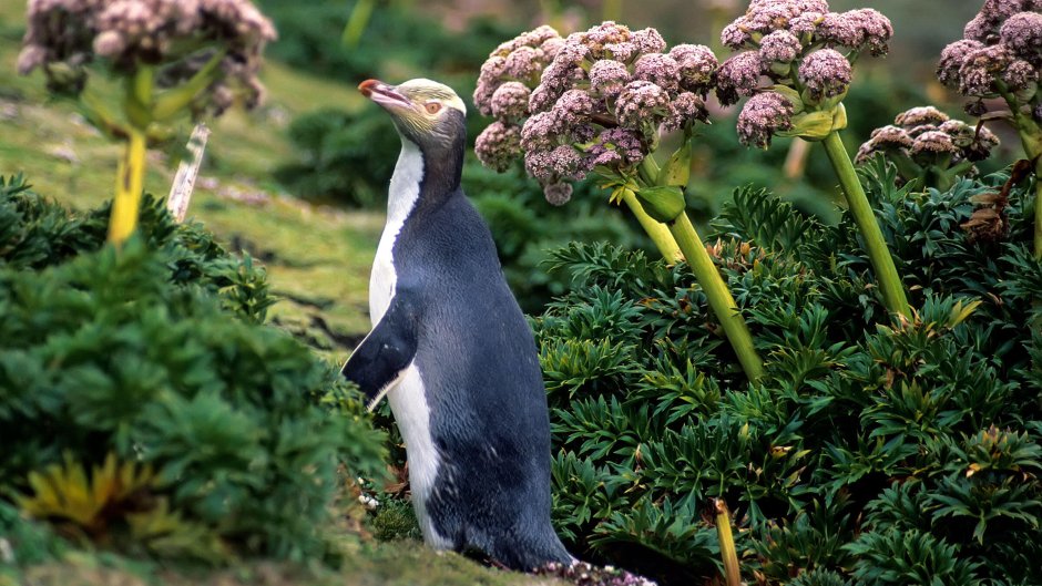 Новозеландские субантарктические острова птицы