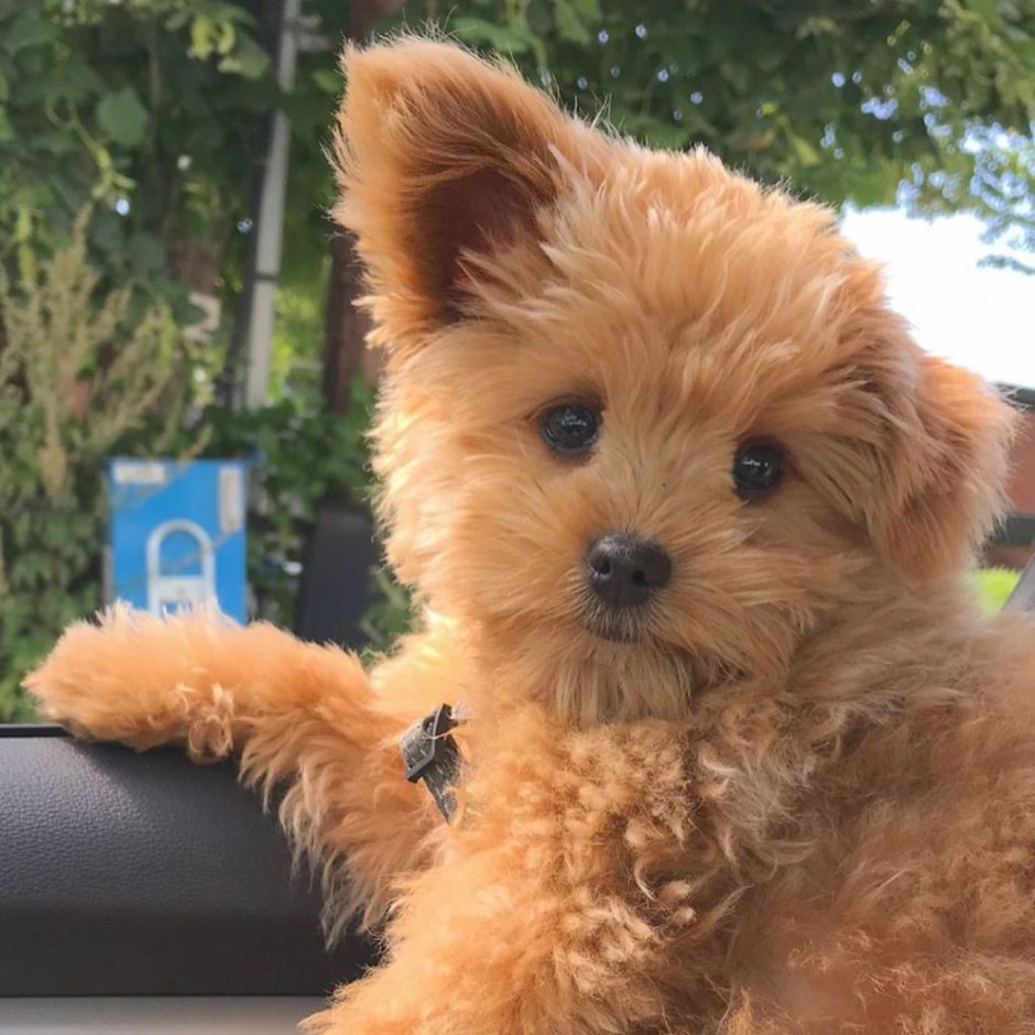 Pomapoo порода