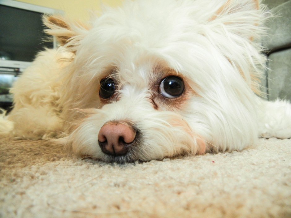 Pomapoo порода собаки