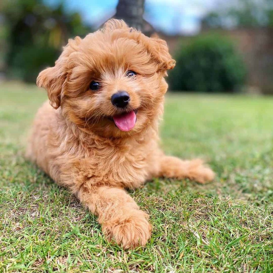 Помапу собака взрослая