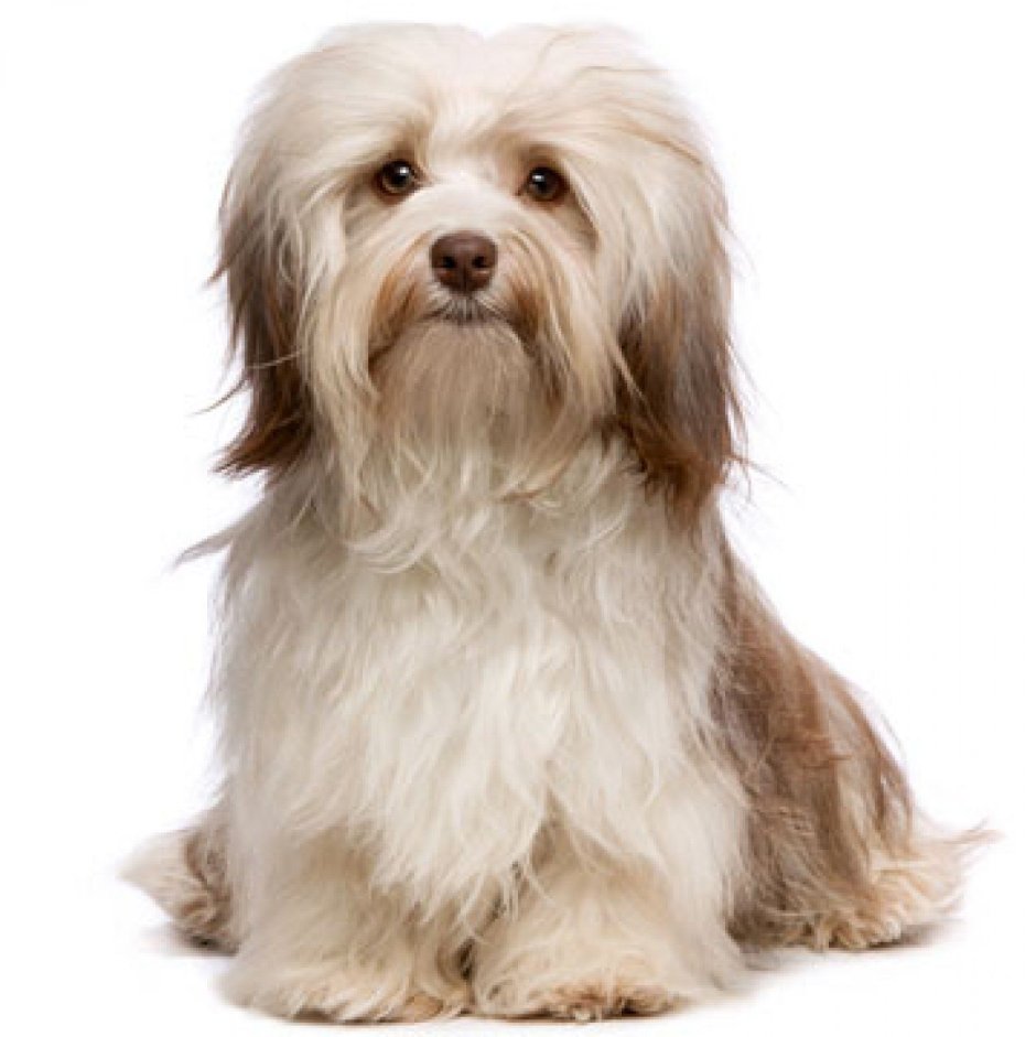 Гаванский Бишон шоколадный