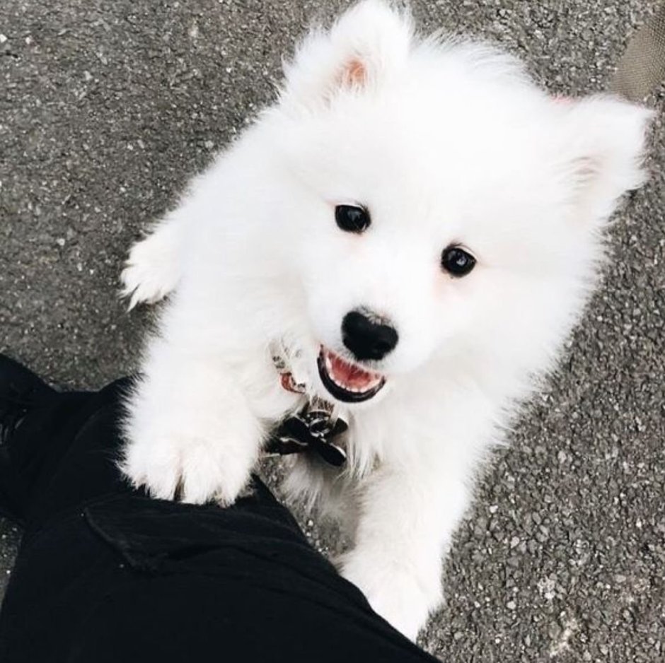 Аляскинский самоед