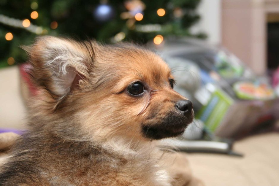 Pomapoo порода