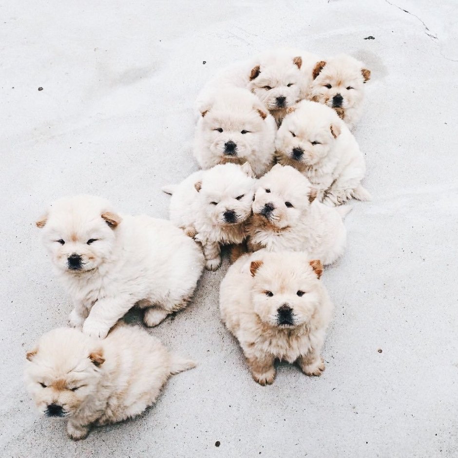 Милые животные Эстетика