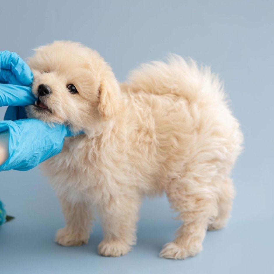 Помапу собака отзывы