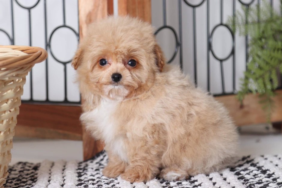 Помапу собака цена и фото