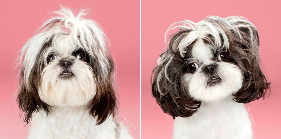 Щенки ши тцу до и после стрижки