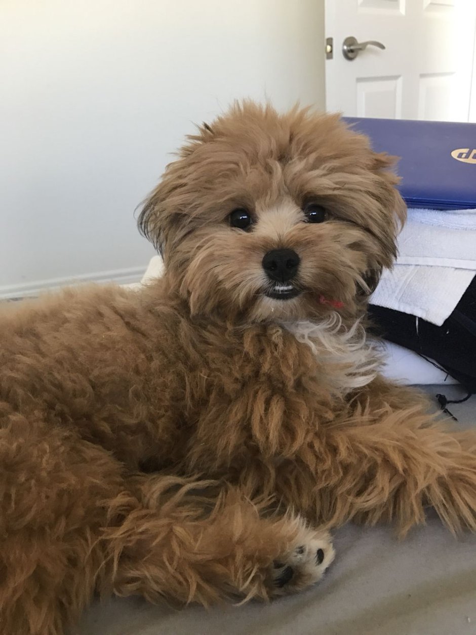 Помапу собака