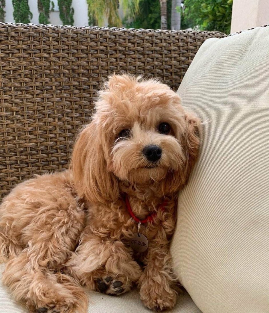 Мальтипу ф1