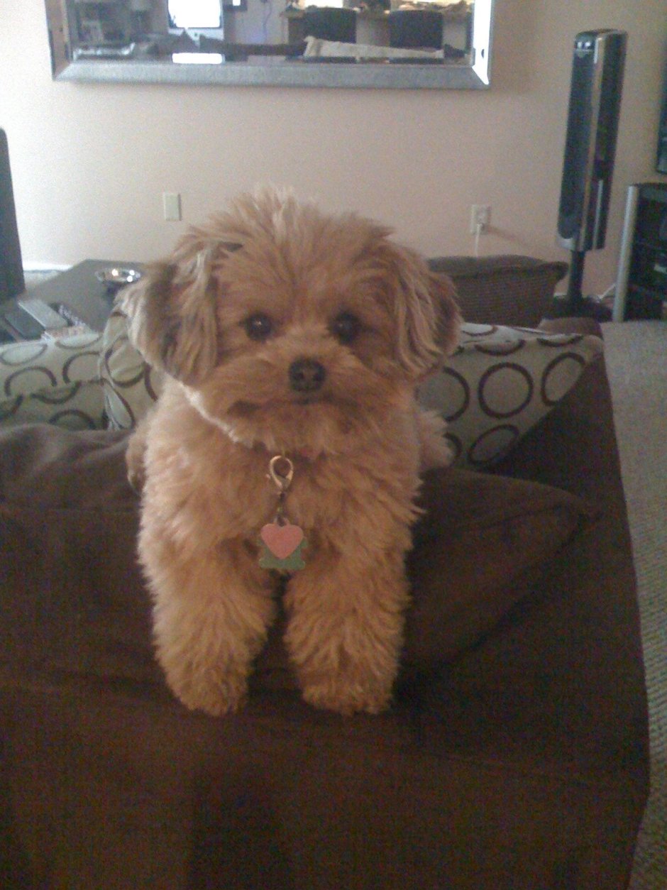 Pomapoo порода собаки