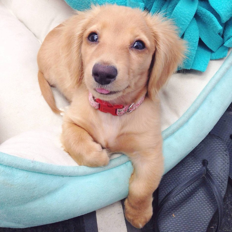 Милаха щенок