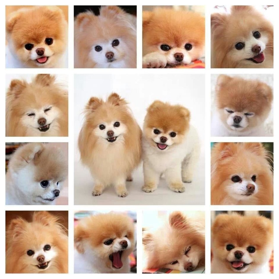 Много милых собачек маленьких