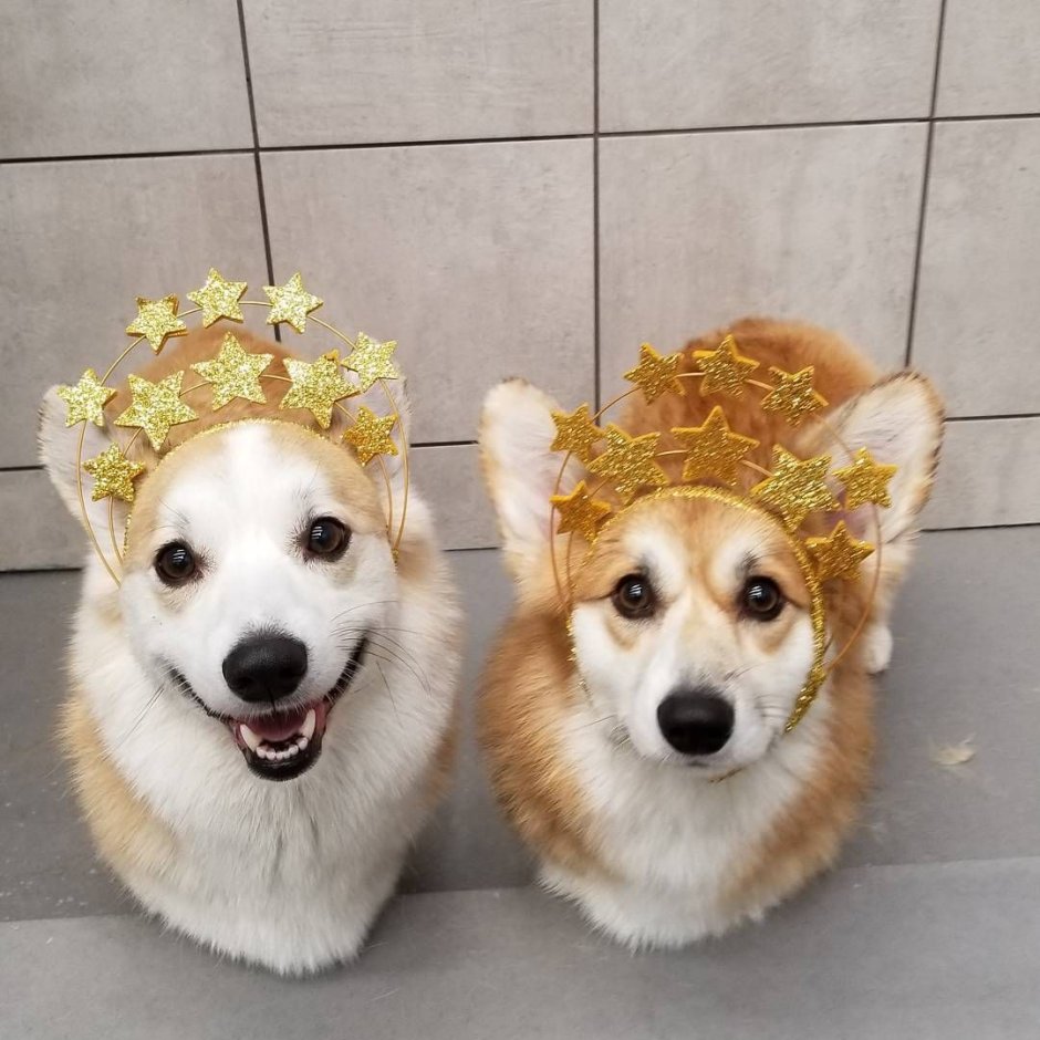 Собачка подружка