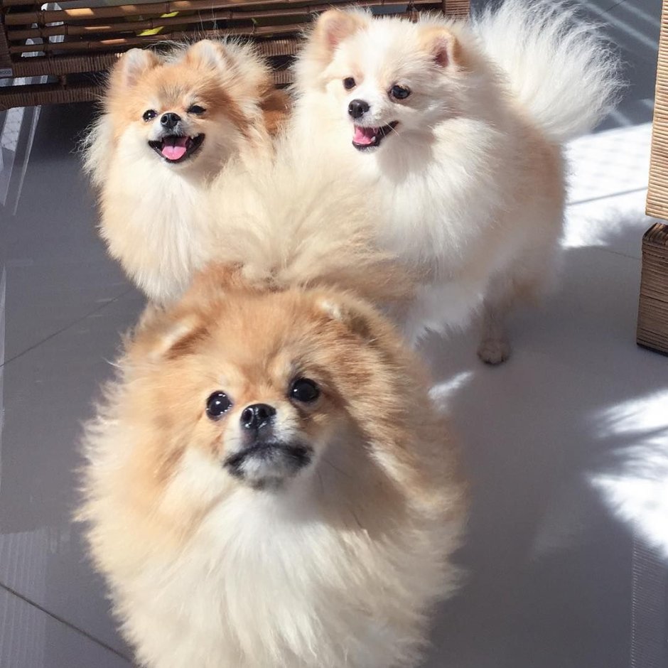 Помапу порода собак фото