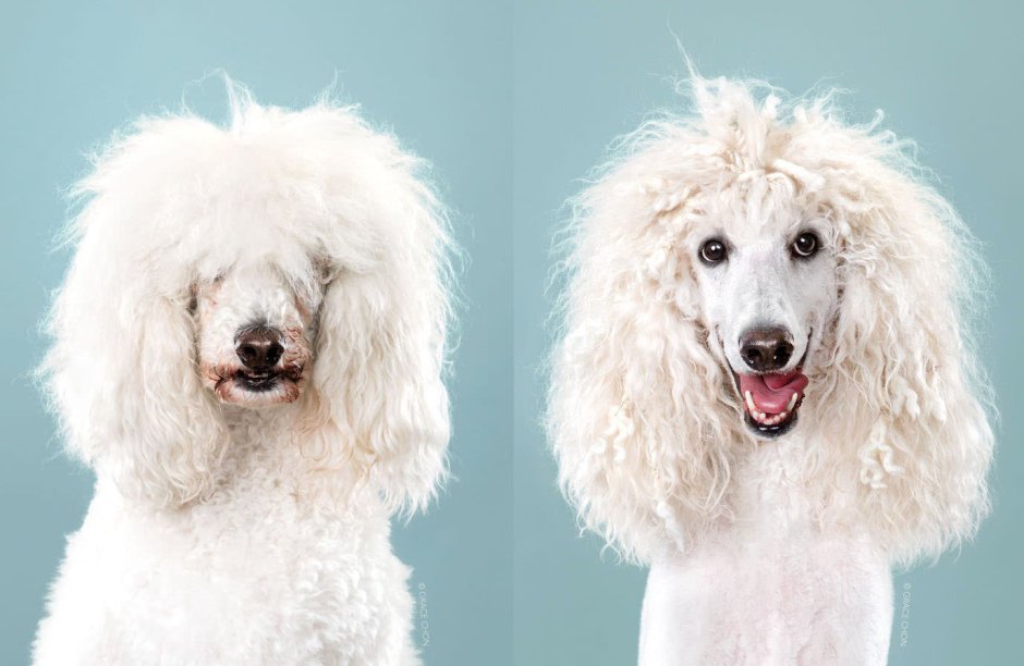 Собака после груминга