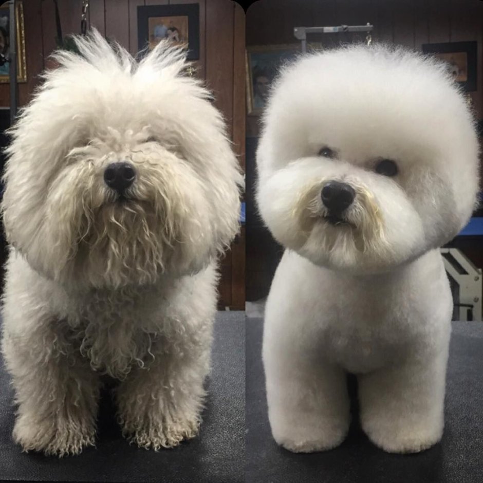 Бишон фризе нестриженный