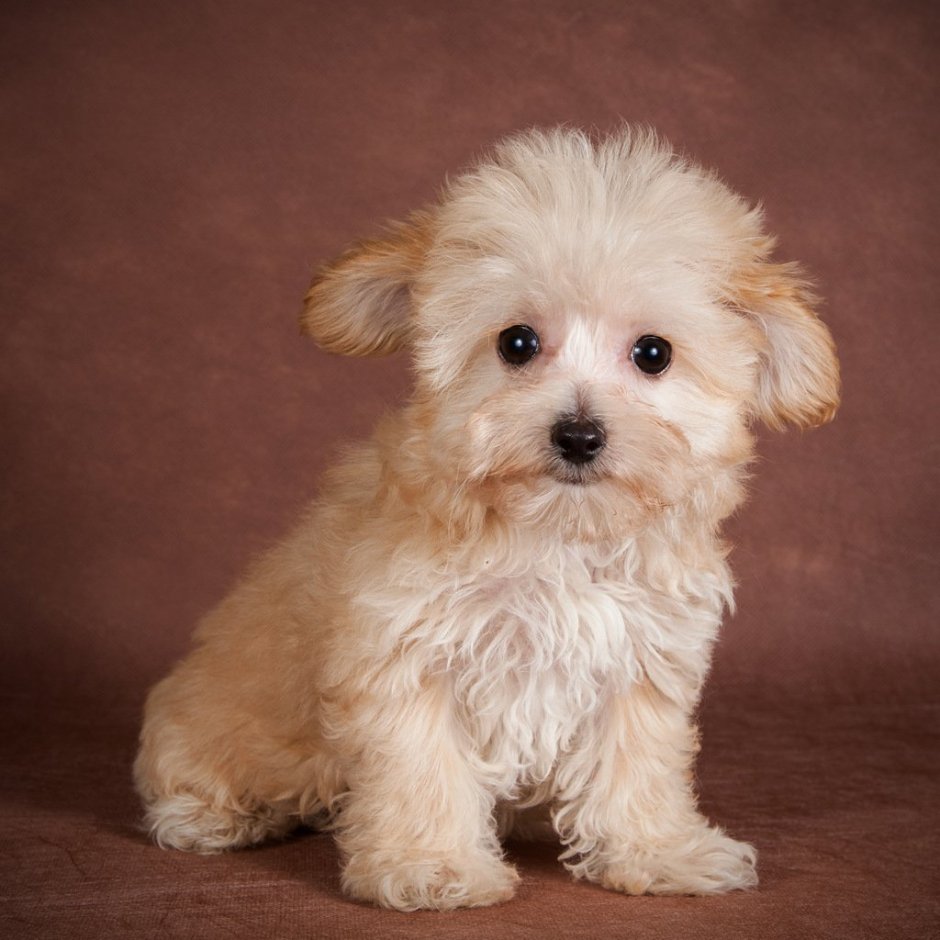 Порода собак Мульти ПУ