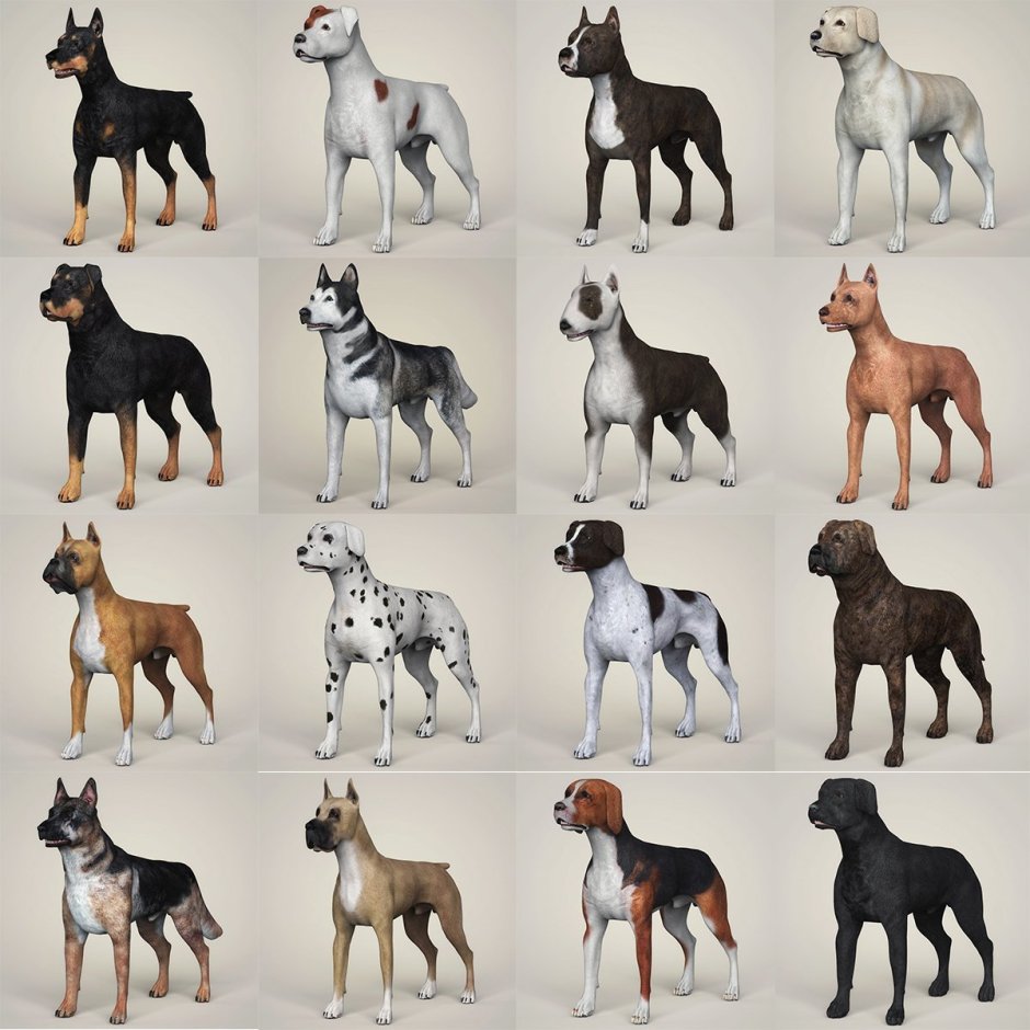 Макеты собак разных пород