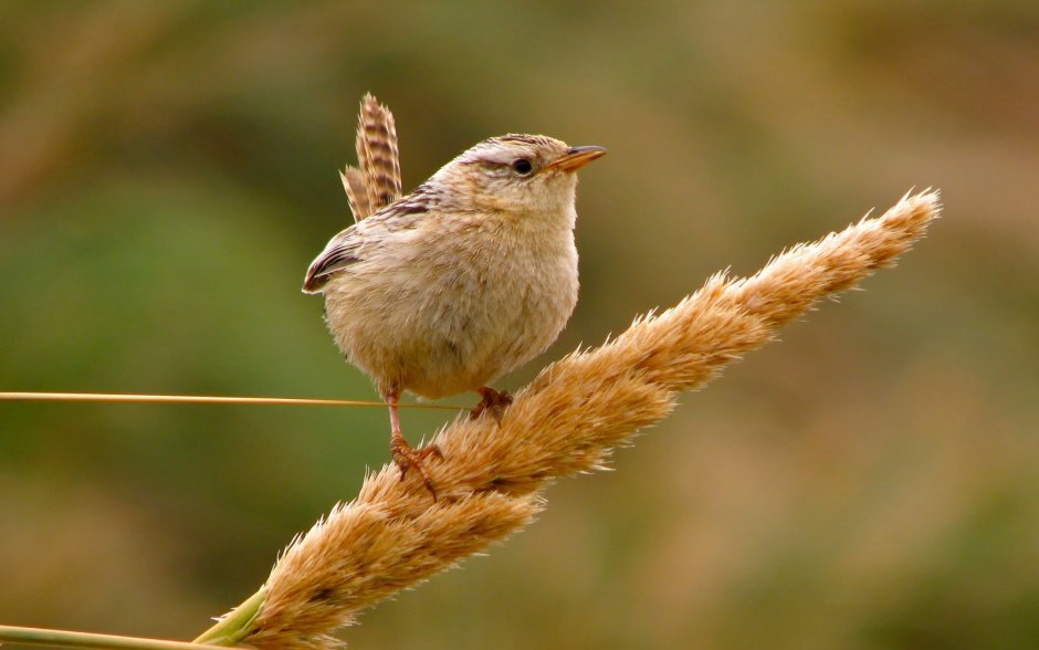 Выхухоль птица