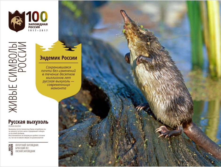 Выхухоль Нургуш