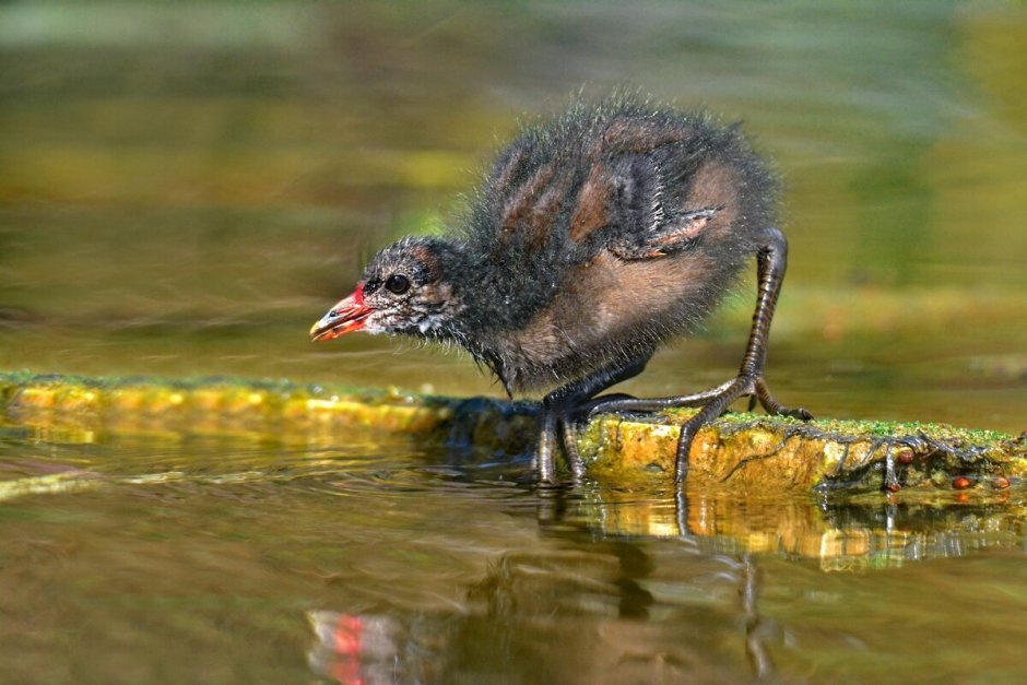 Камышница, Камышовая Курочка
