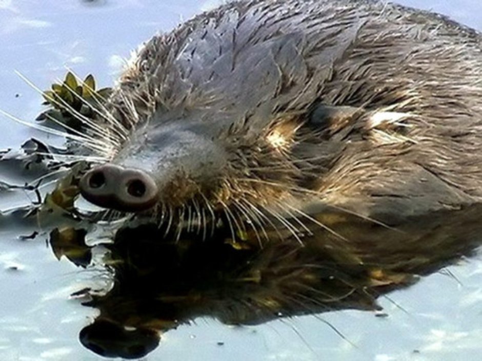 Выхухоль Болотная