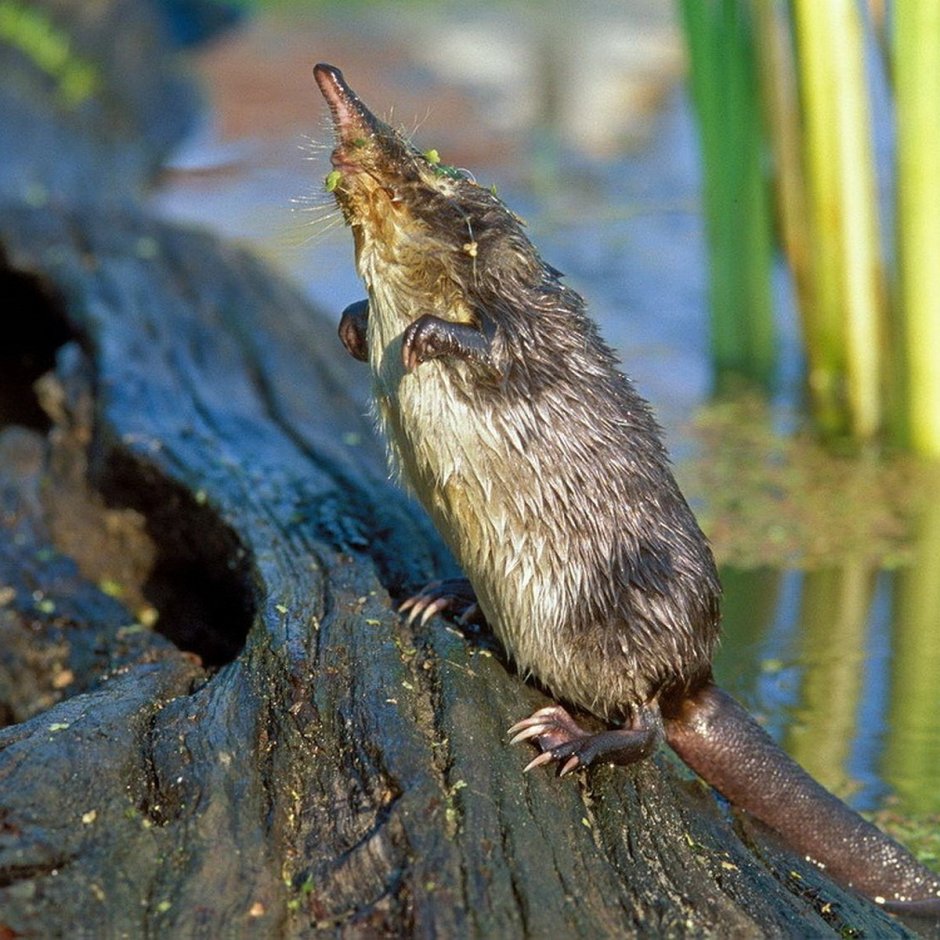 Нора выхухоли