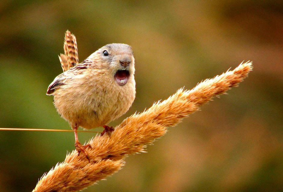 Птичка Дундук