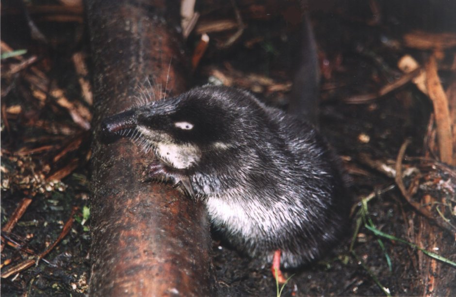 Хоперский заповедник выхухоль