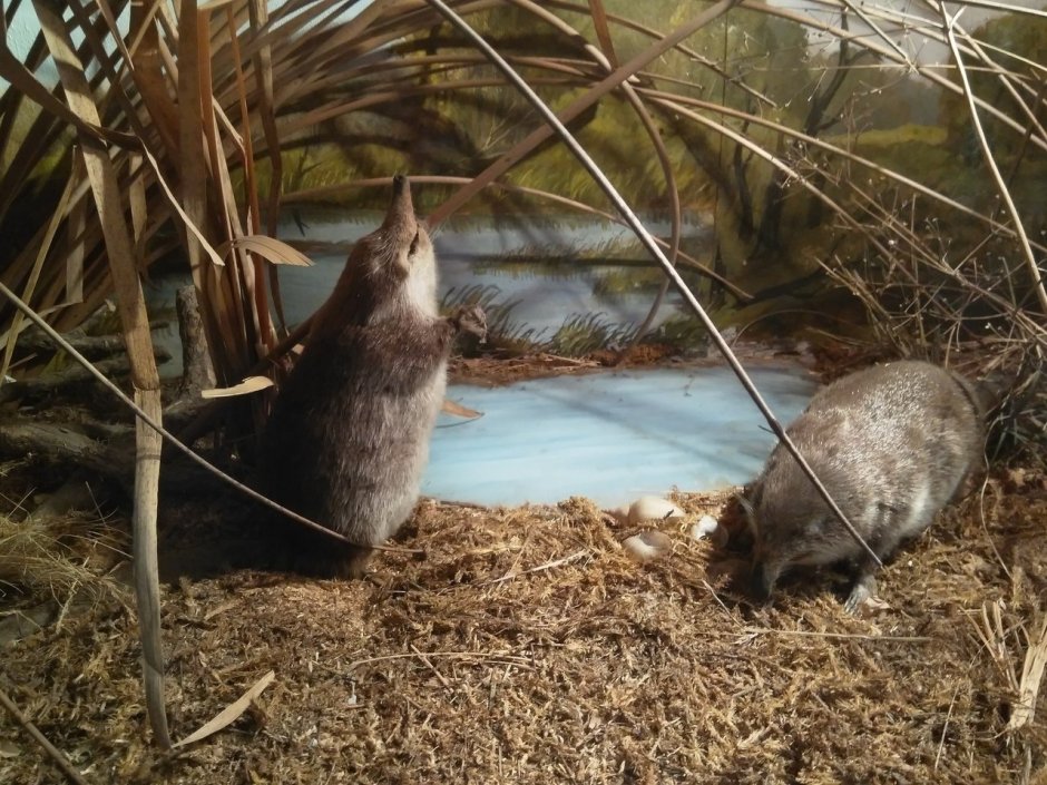 Воронежский Хоперский заповедник
