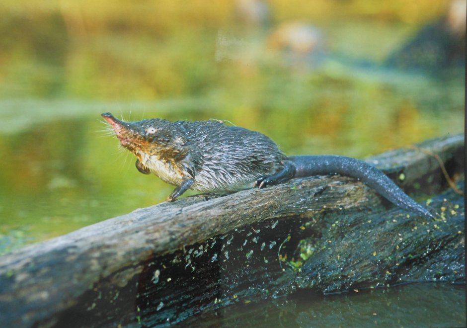 Русская выхухоль