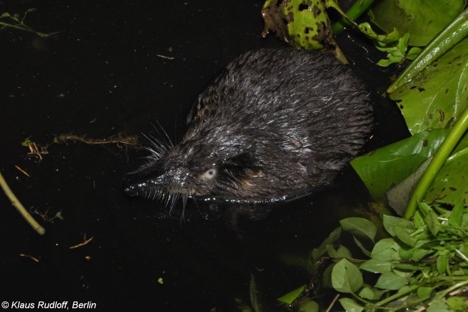 Русская выхухоль Desmana moschata Linnaeus, 1758