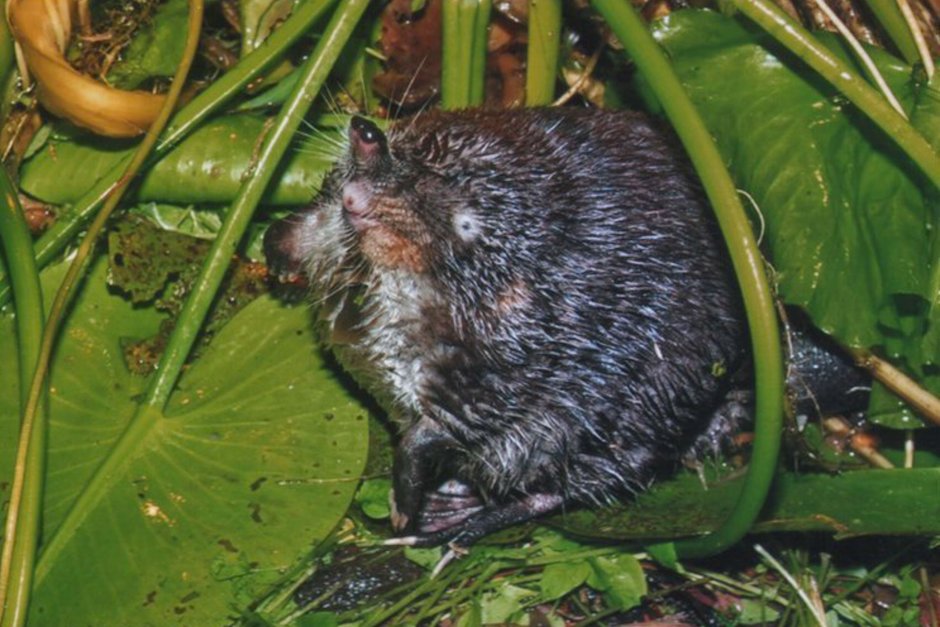 Русская выхухоль Desmana moschata