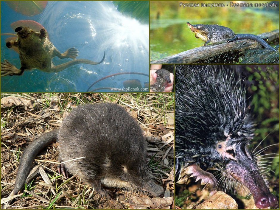 Русская выхухоль