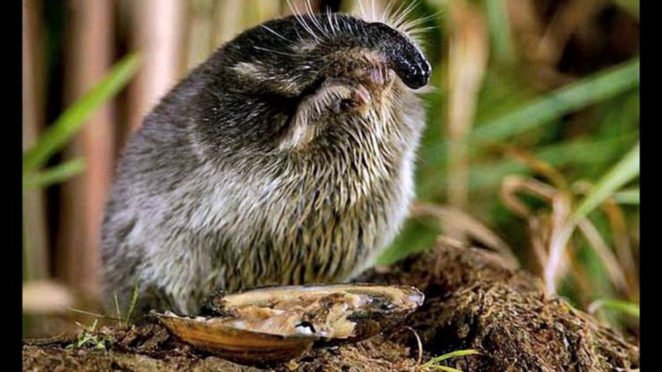 Выхухоль эндемик