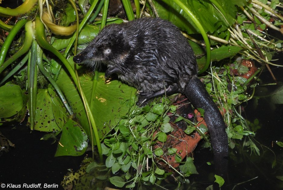 Русская выхухоль Desmana moschata