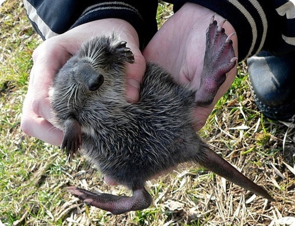 Русская выхухоль