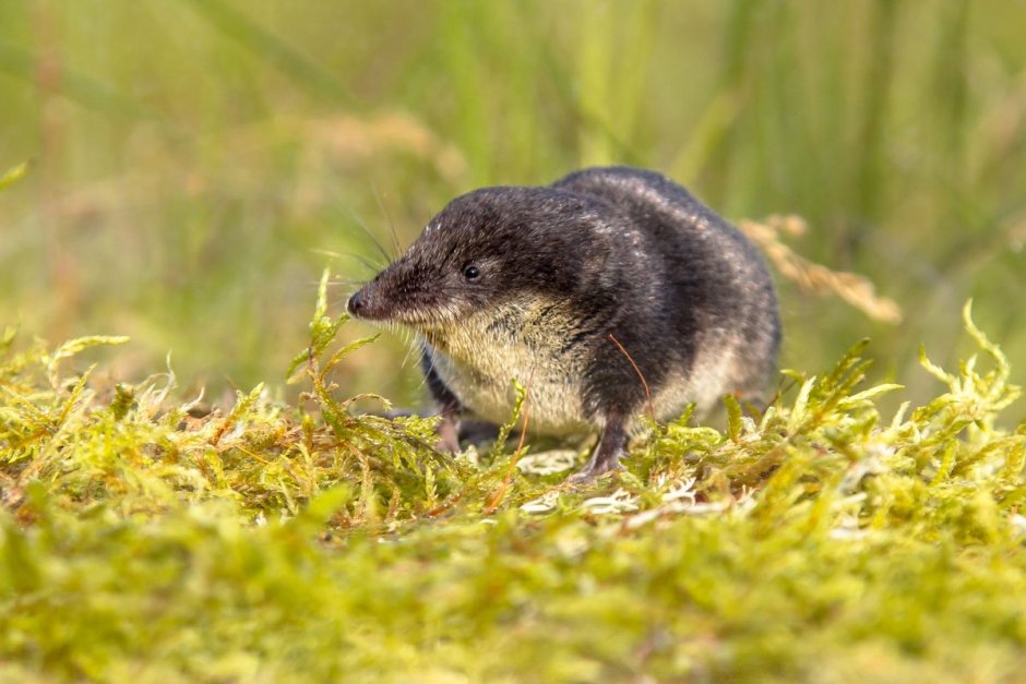 Водяная бурозубка