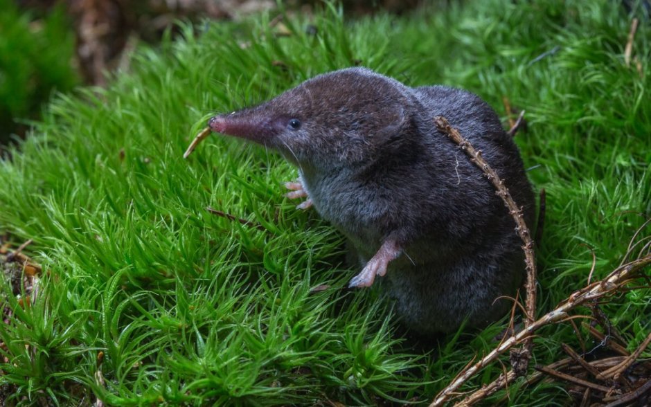 Насекомоядные выхухоль