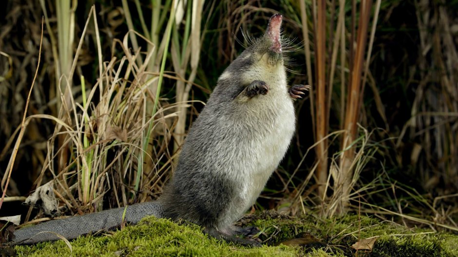Хоперский заповедник выхухоль
