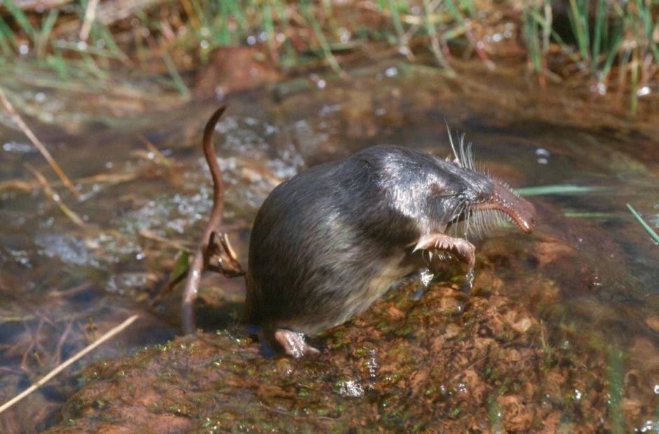 Русская выхухоль Desmana moschata Linnaeus, 1758