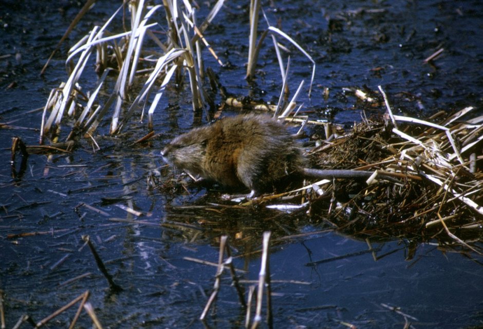 Muskrat выхухоль